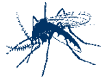 mosquito