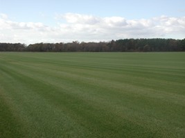 Photo of Grass